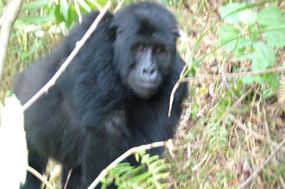 Mont Tshiaberimu