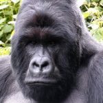 Lulengo Gorilla Family