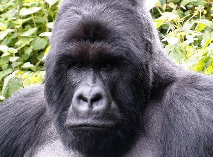 Lulengo Gorilla Family
