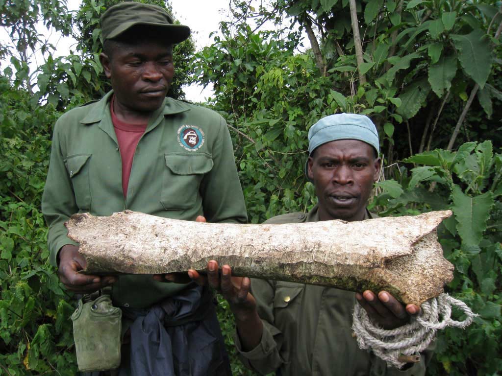Rangers Sebanya and Bazimenyera hold an elephant bone