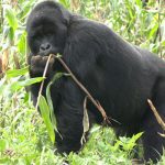 Crop Raiding Gorilla