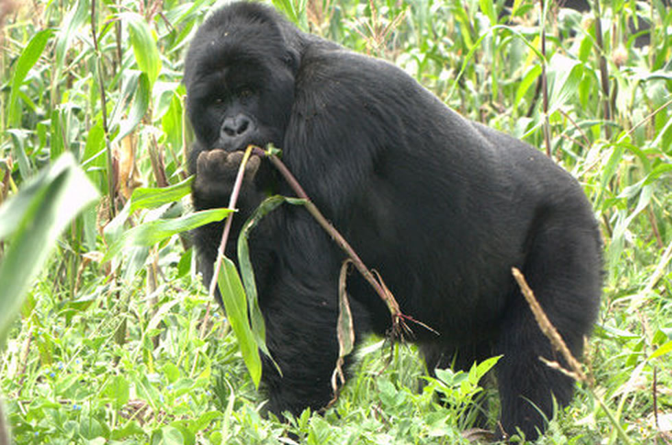Crop Raiding Gorilla