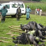 Gorilla Massacre in DR Congo
