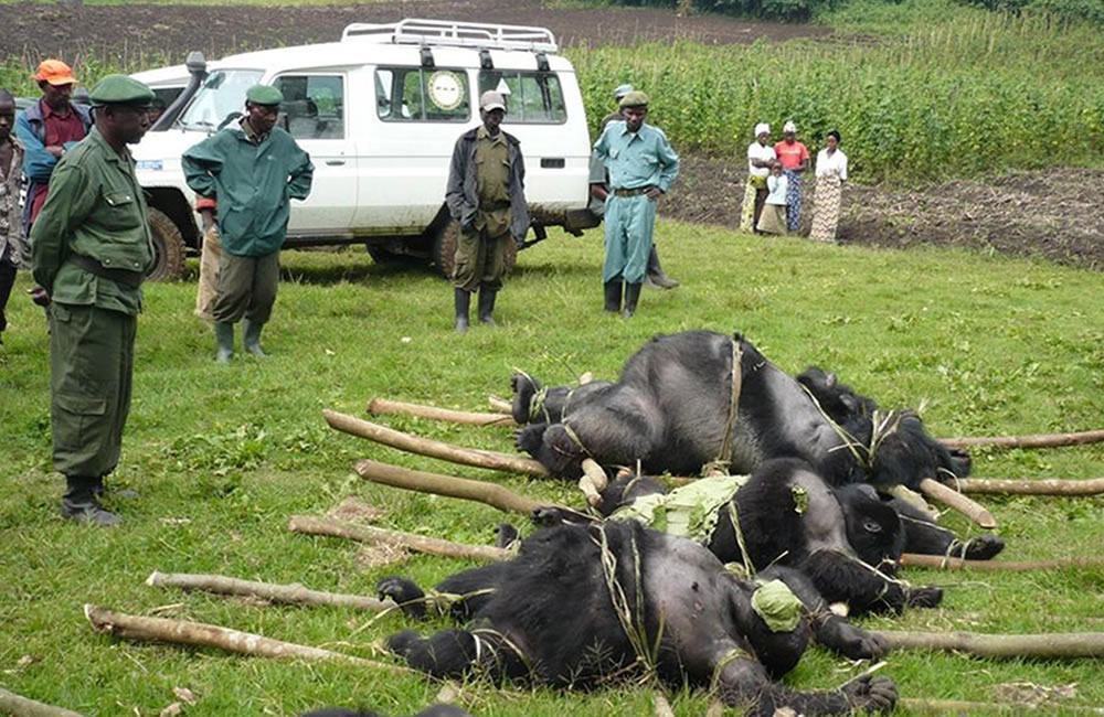 Gorilla Massacre in DR Congo