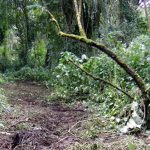Virunga Elephant Raids