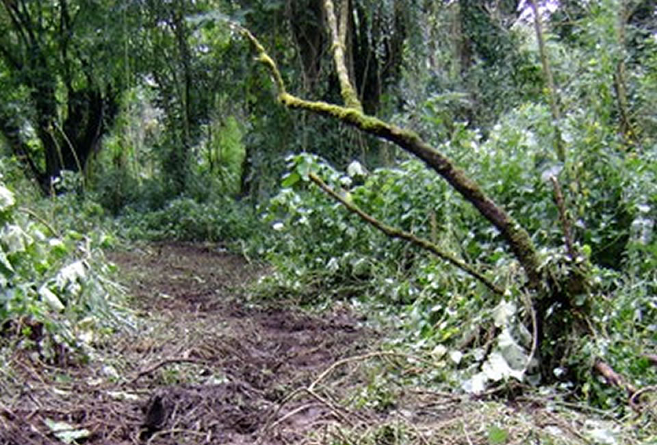 Virunga Elephant Raids