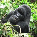 Buhanga Silverback Gorilla