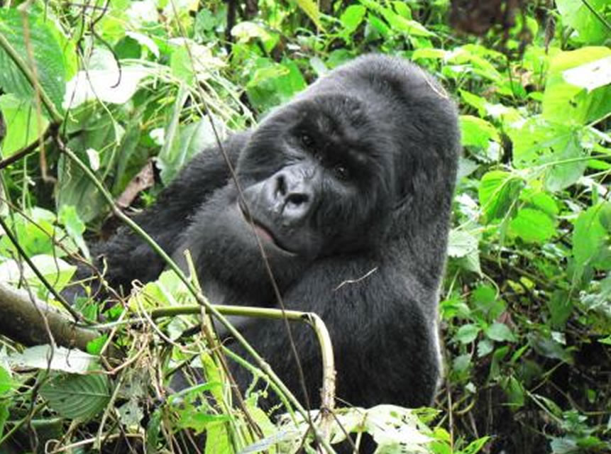 Buhanga Silverback Gorilla