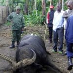 Djomba Buffalo