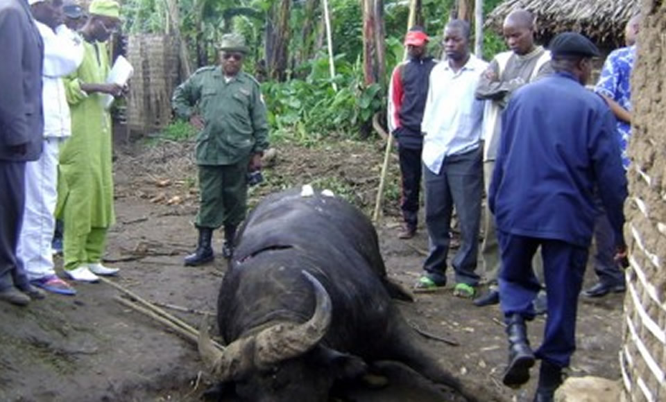 Djomba Buffalo