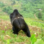 Mukunda Silverback Gorilla