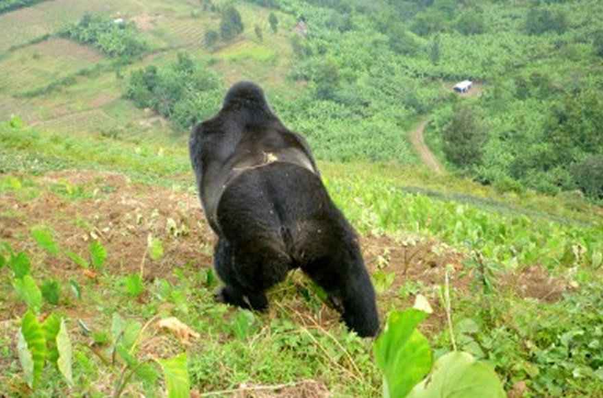 Mukunda Silverback Gorilla