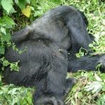 Bageni Dies