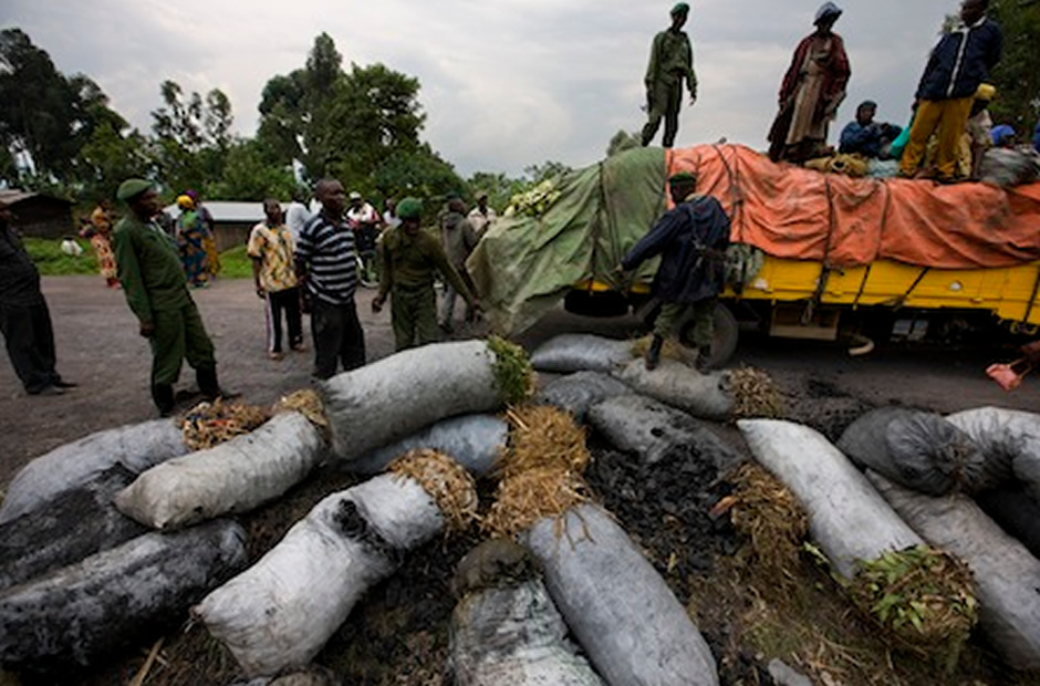 Illegal charcoal from Virunga’s forests is confiscated by rangers. 