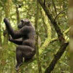 Virunga Chimpanzee