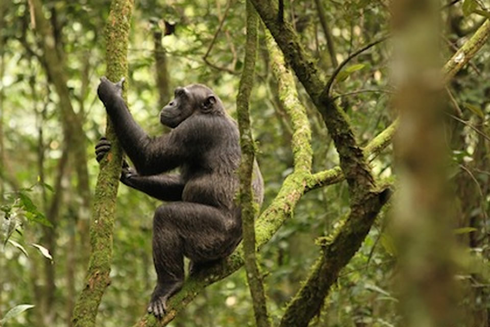 Virunga Chimpanzee