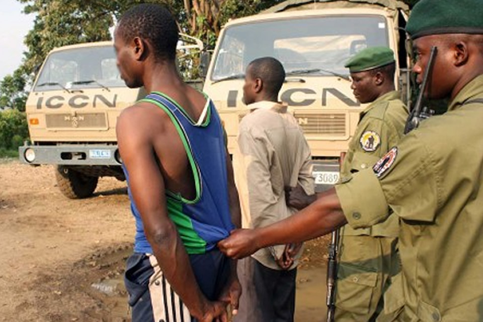 Gorilla Traffickers Arrested