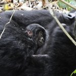 Humba Baby Gorilla