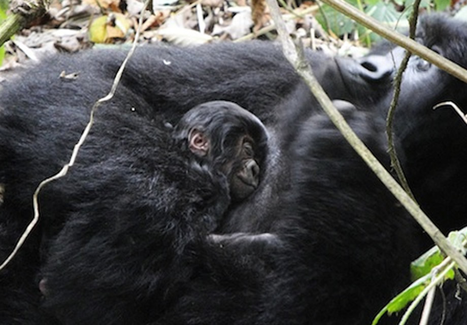 Humba Baby Gorilla