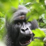 Kabirizi Gorilla