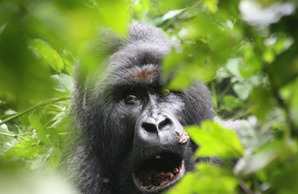 Kabirizi Gorilla