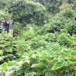 Gorilla Trekking Rules