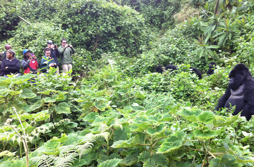 Gorilla Trekking Rules