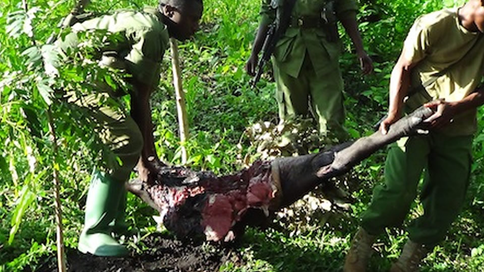 Buffalo Carcass