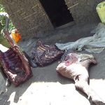 Buffalo Killed in the Virunga