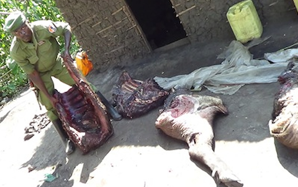 Buffalo Killed in the Virunga