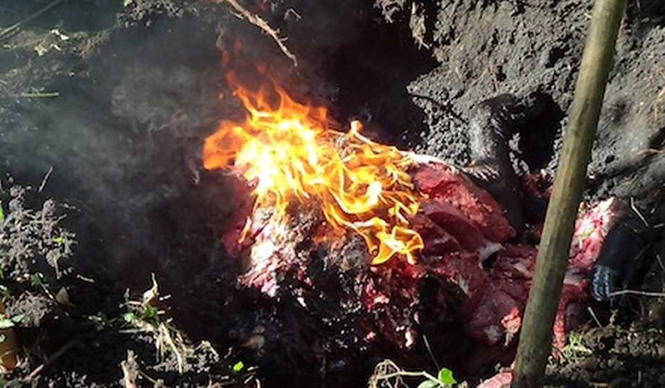 Burning the buffalo carcass.