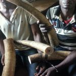 Ivory Traffickers Congo