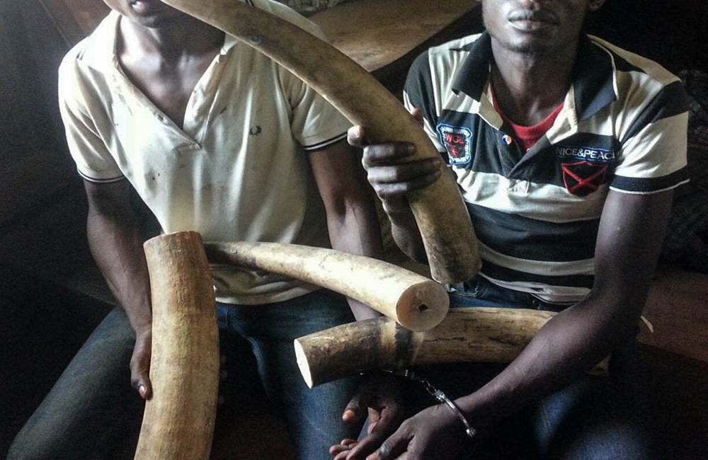 Ivory Traffickers Congo