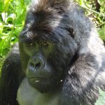 Silverback Makunda