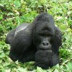 Bageni Silverback Gorilla