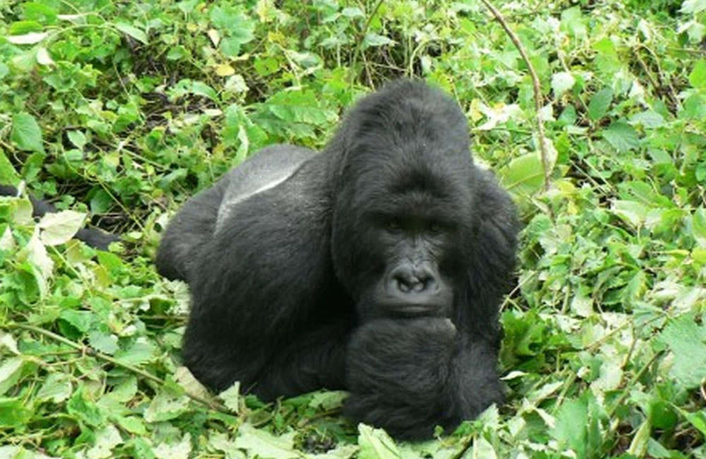 Bageni Silverback Gorilla