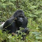 Silverback Tshongo of the Kipura Family