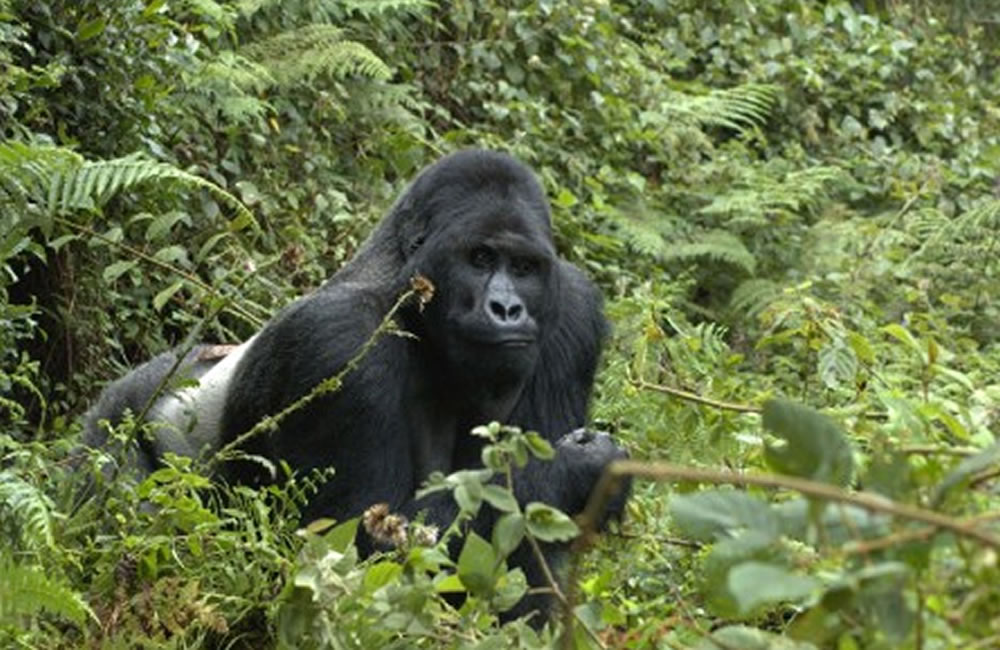 Silverback Tshongo of the Kipura Family