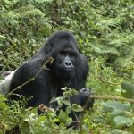 Virunga Lowland Gorilla