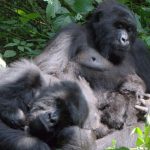 Mapuwa Gorilla Family