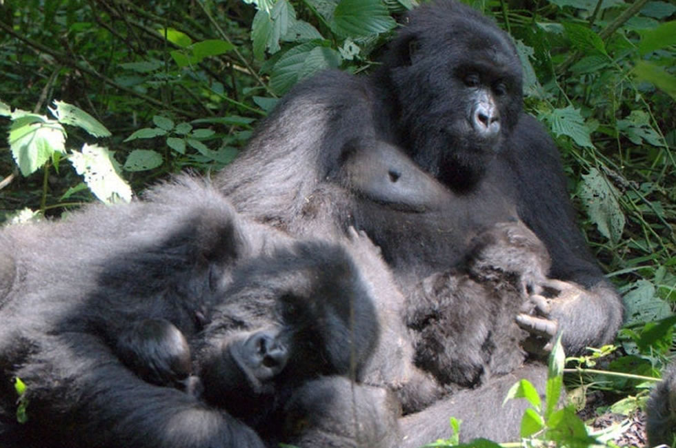 Mapuwa Gorilla Family