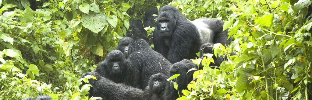 Virunga Gorilla Family