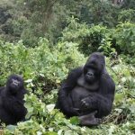 Congo Gorilla Tracking