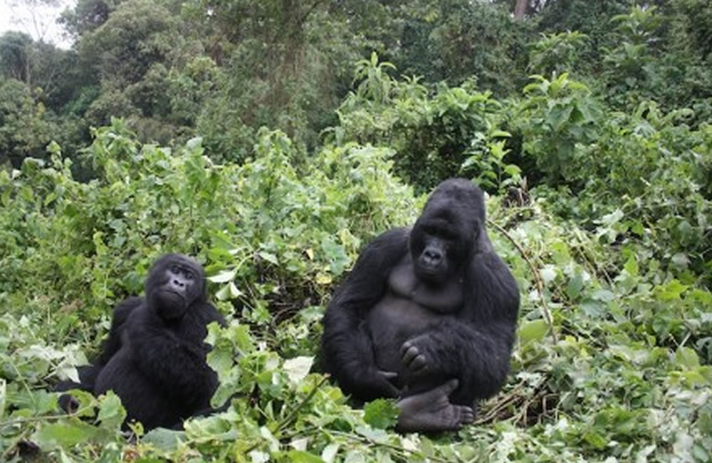 Congo Gorilla Tracking