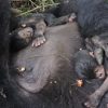 New Twin Baby Gorillas Born in Virunga National Park