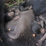 Twin Gorillas Born in Virunga Park