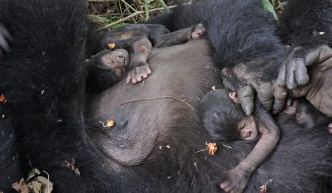Twin Gorillas Born in Virunga Park