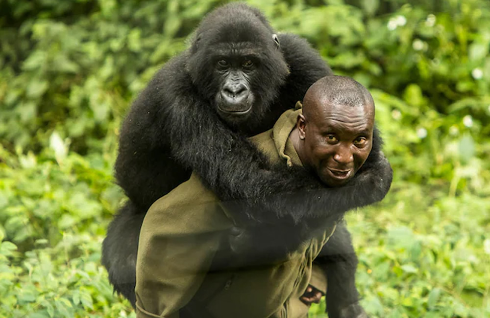 Virunga Park Ranger