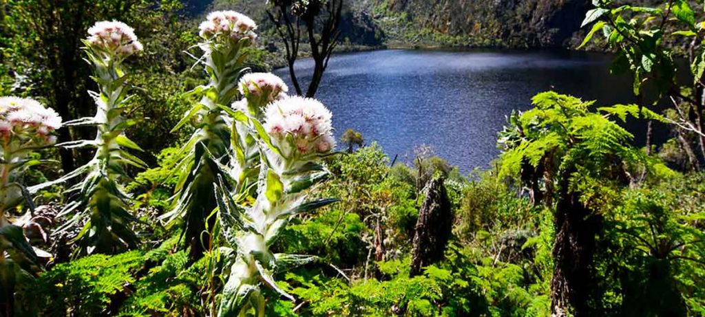 Rwenzori Wildlife