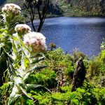 Rwenzori Wildlife